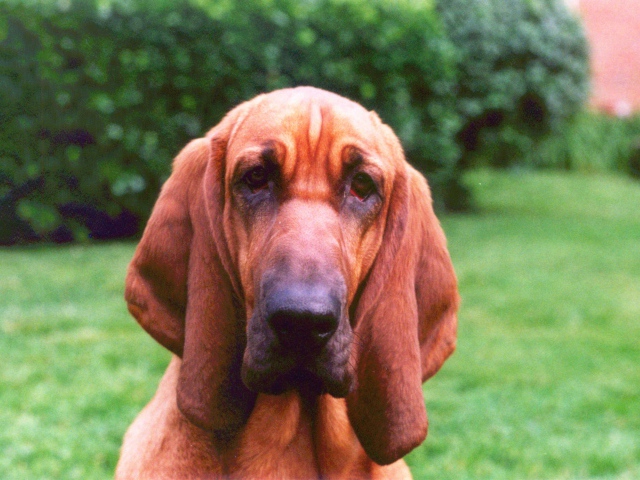 Sad Bloodhound On A Background Of Bushes Wallpaper And Image