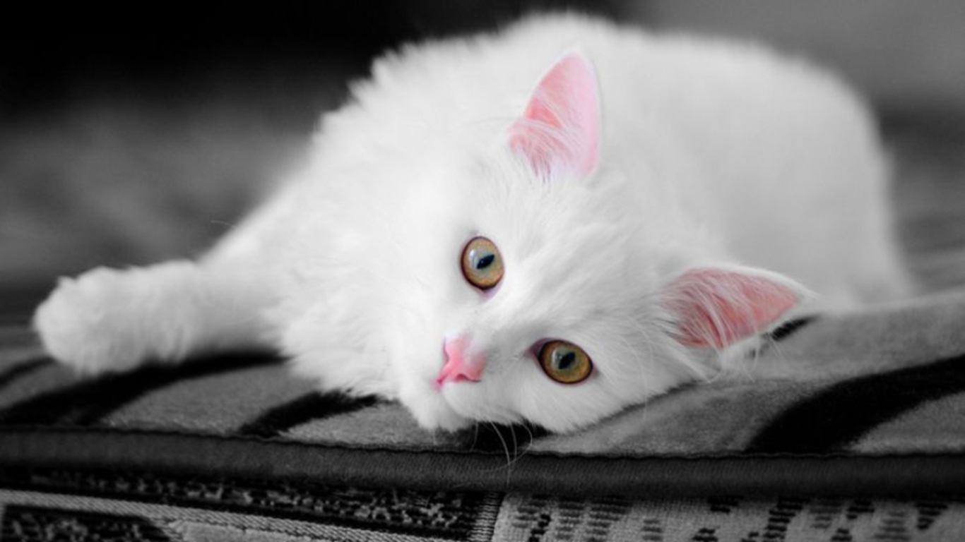 cute white cat wallpaper 1366x768 NL