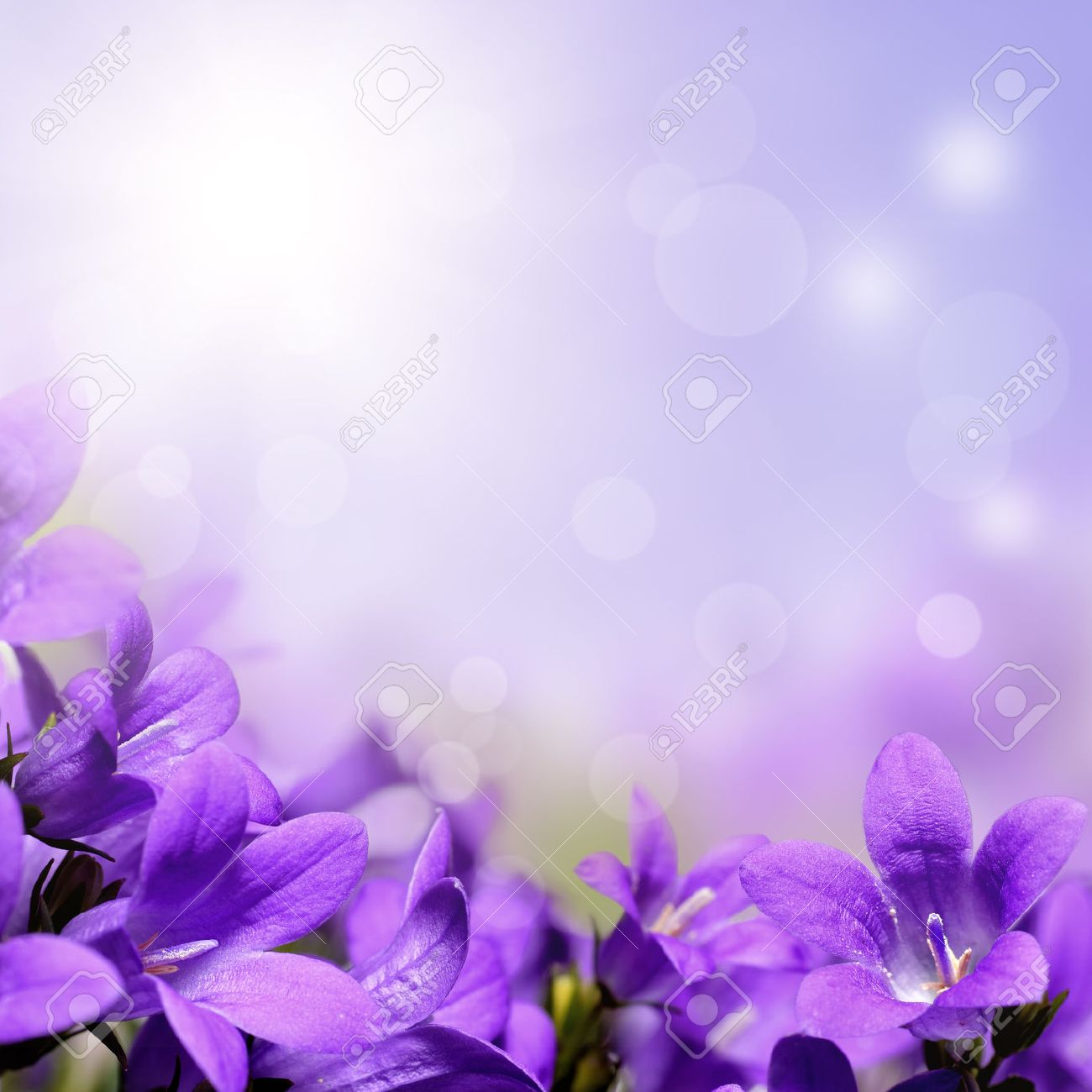 Abstract Purple Spring Flowers Background Stock Photo Picture And