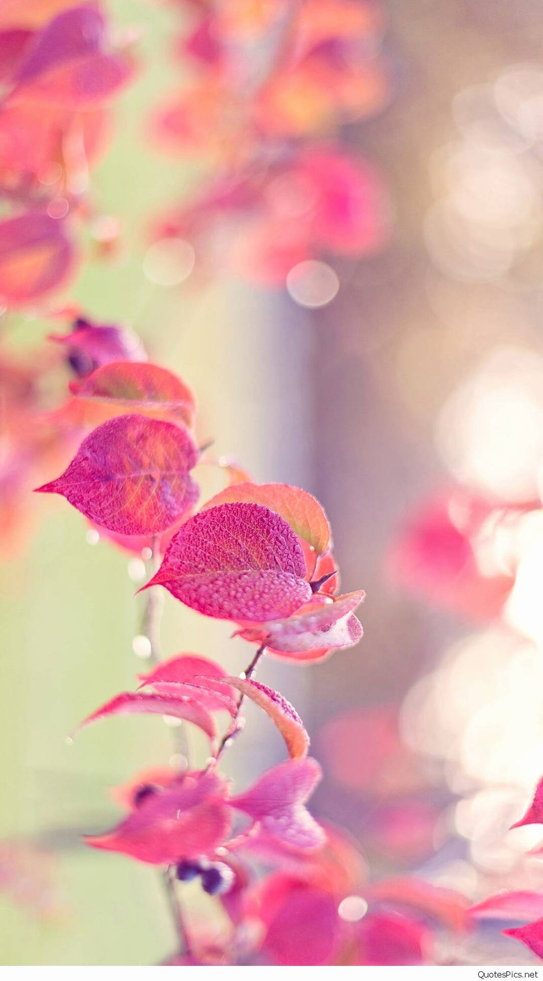 Top Girly Lock Screen iPhone Wallpaper Full HD 4k To Use