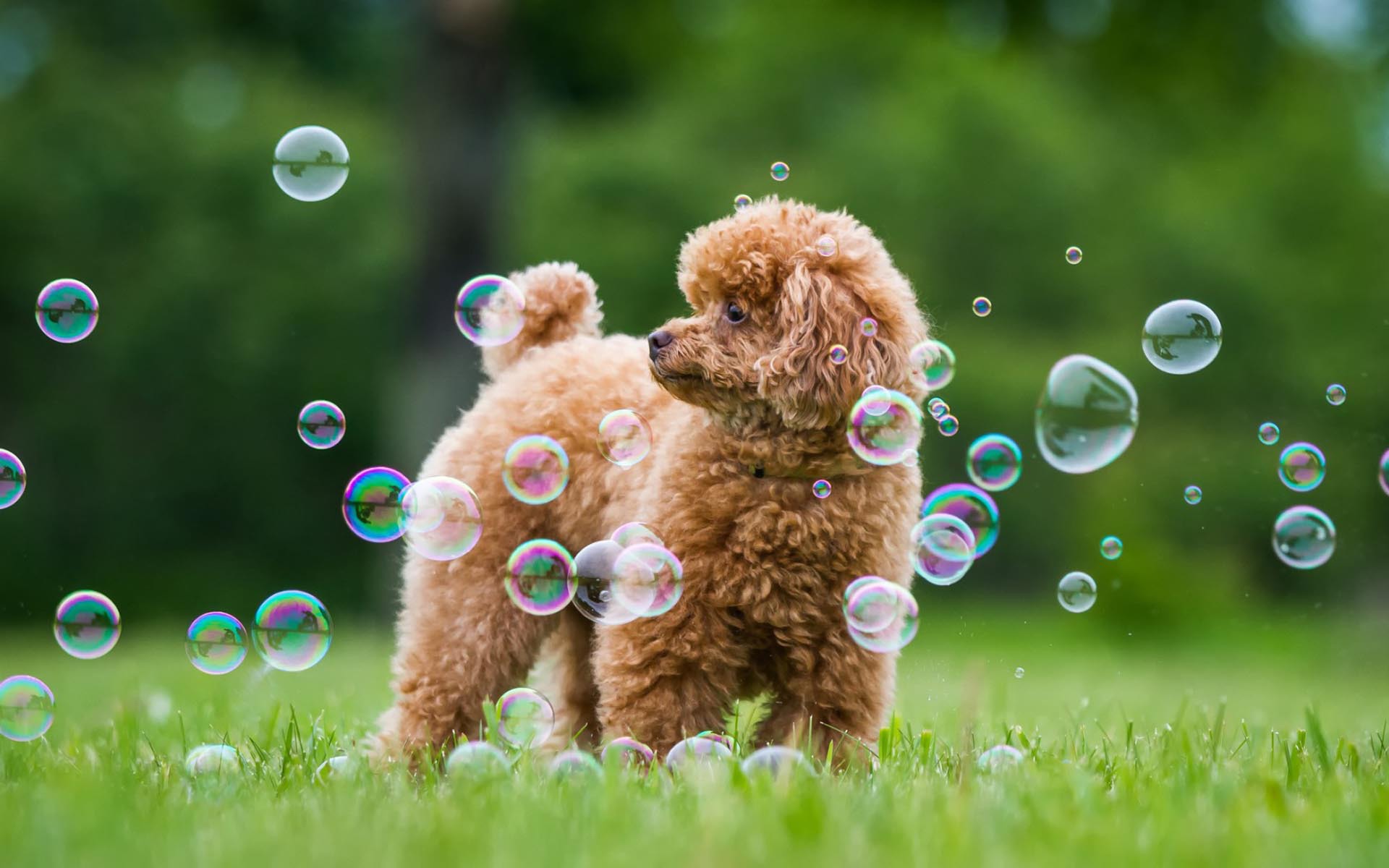 Download Cute Smiling Toy Poodle Wallpaper  Wallpaperscom