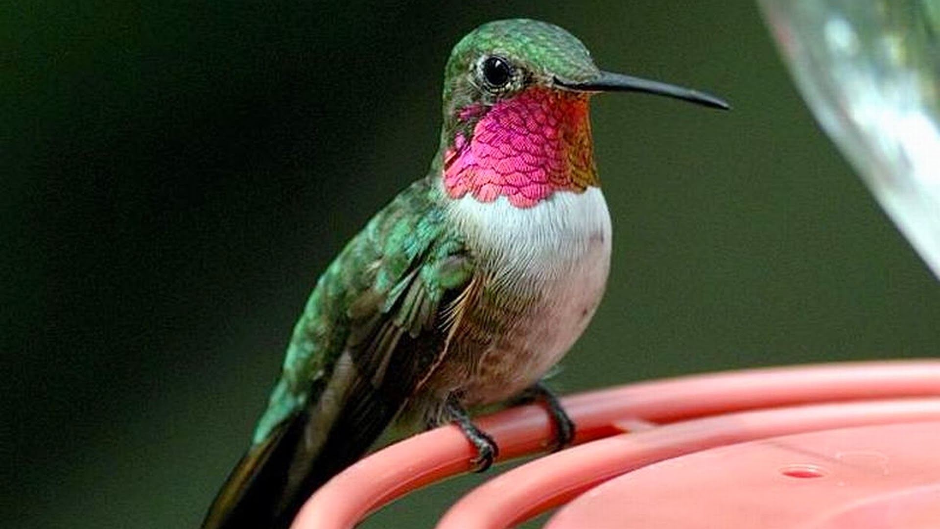  animals wild Birds Others hummingbirds of arizona Wallpaper
