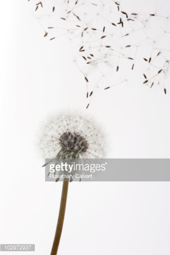 Seeds Blow From Dandelion Clock White Background Stock Photo Getty