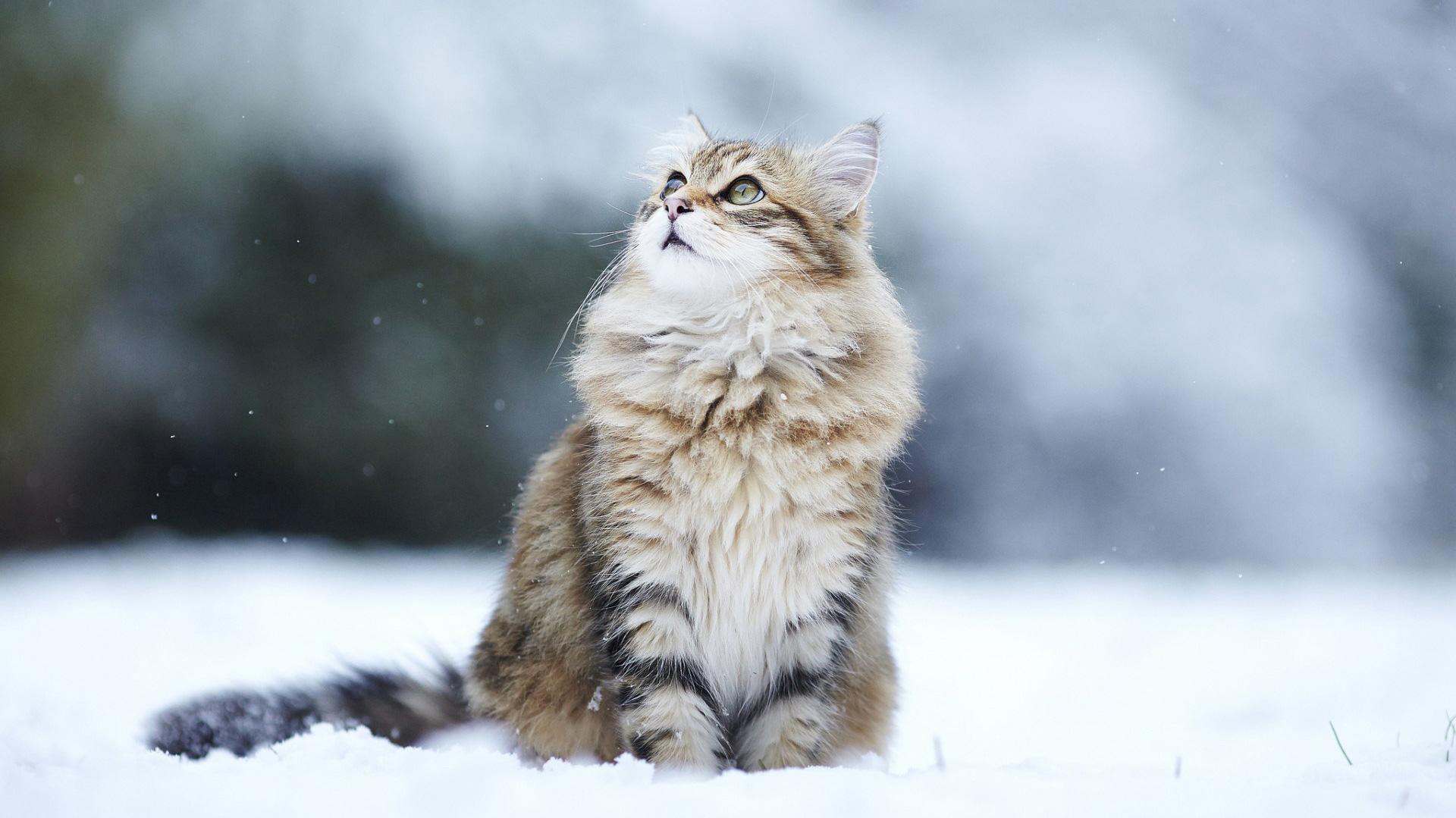 Maine Coon Sitting Snow Fluffy HD Cat Wallpaper