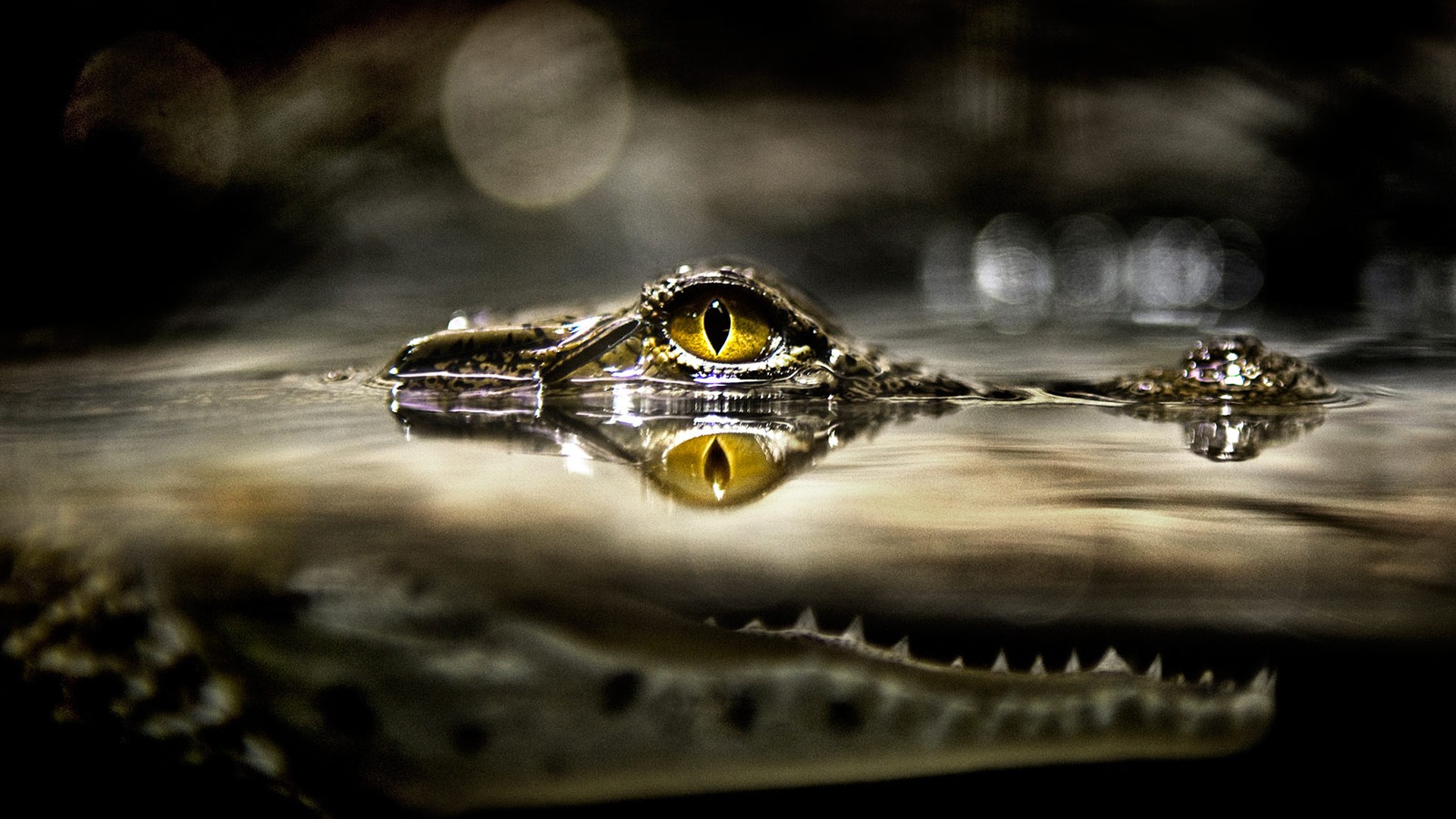 Crocodile Eye Animal HD Desktop Wallpaper
