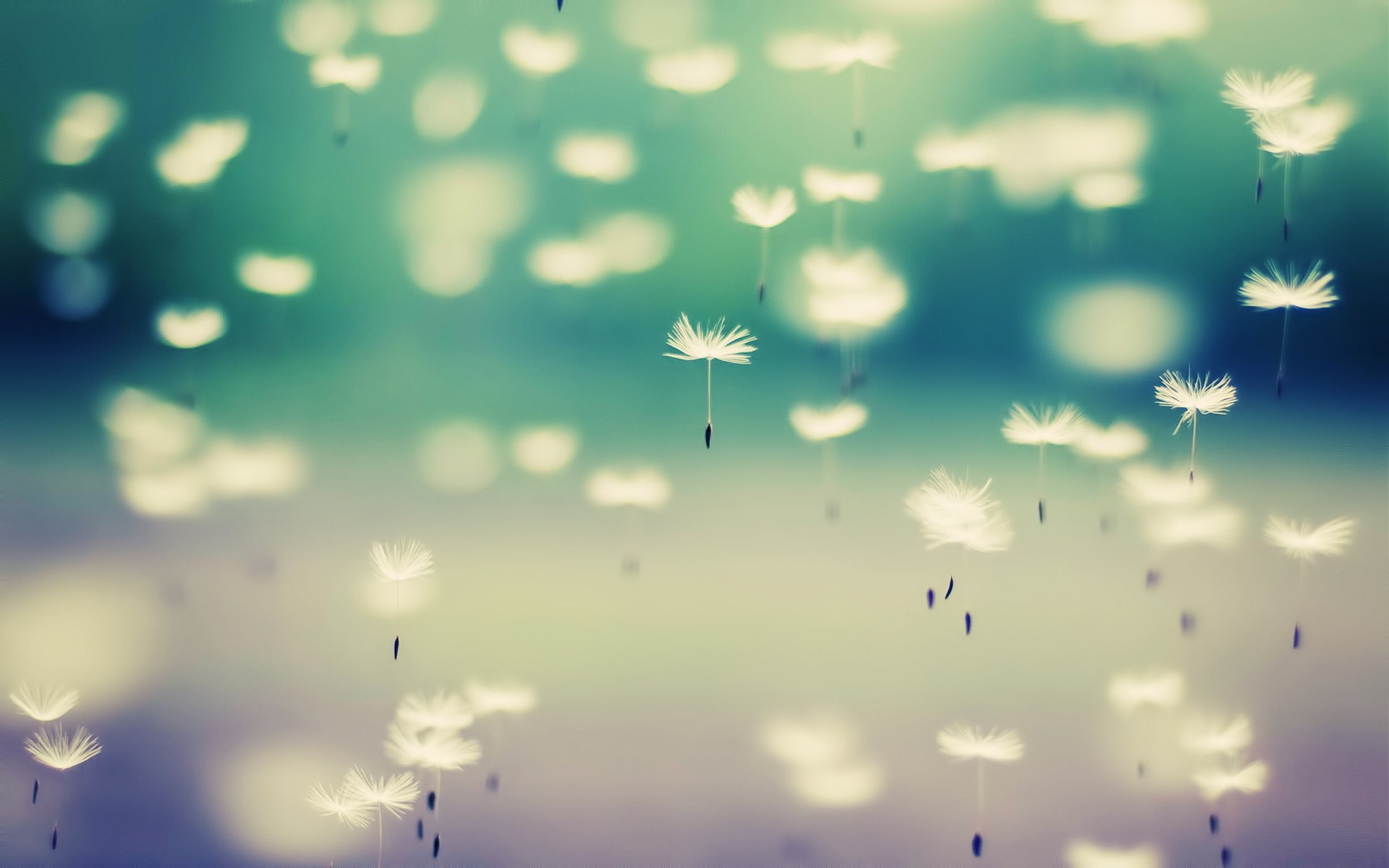 Dandelion Desktop Wallpaper On