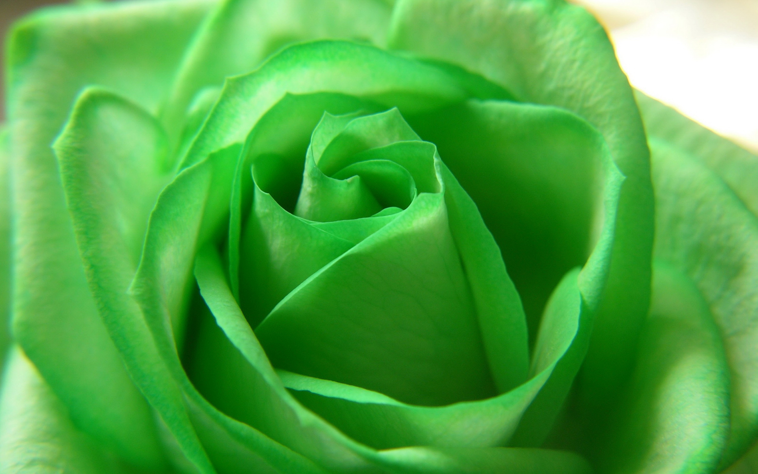 Green Rose Wallpaper And Image Pictures