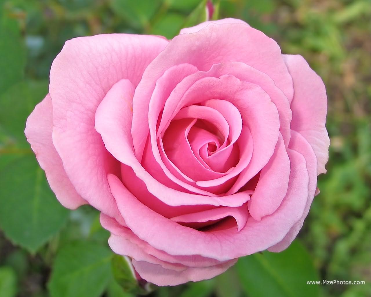Pink Rose Photo 1280x1024
