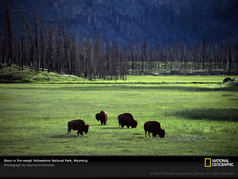  of the Day Picture Photography Wallpapers   National Geographic