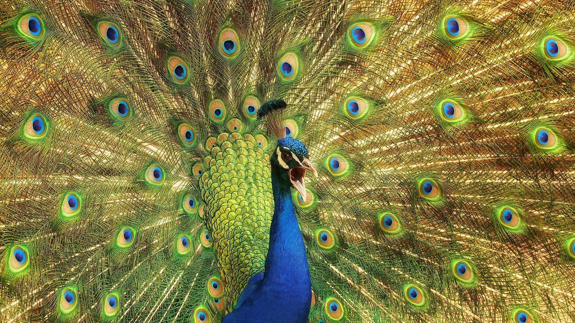 Birds Animals Feathers Iridescence Peacock Wallpaper
