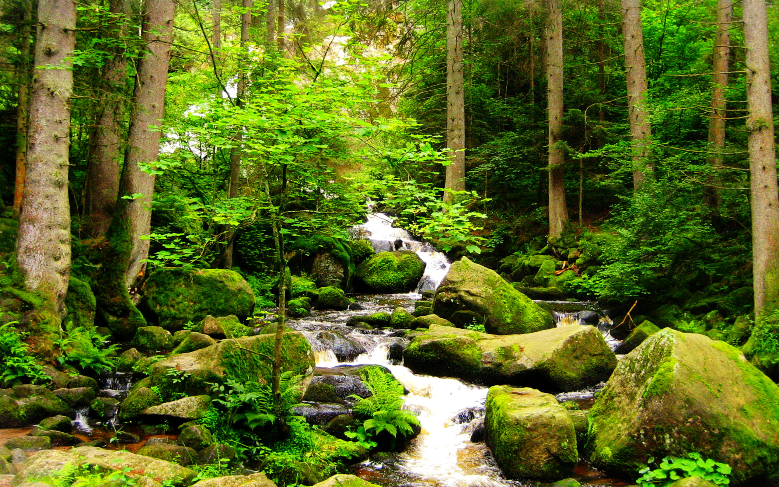 Forest Stream Wallpaper Nature Re Ebooks