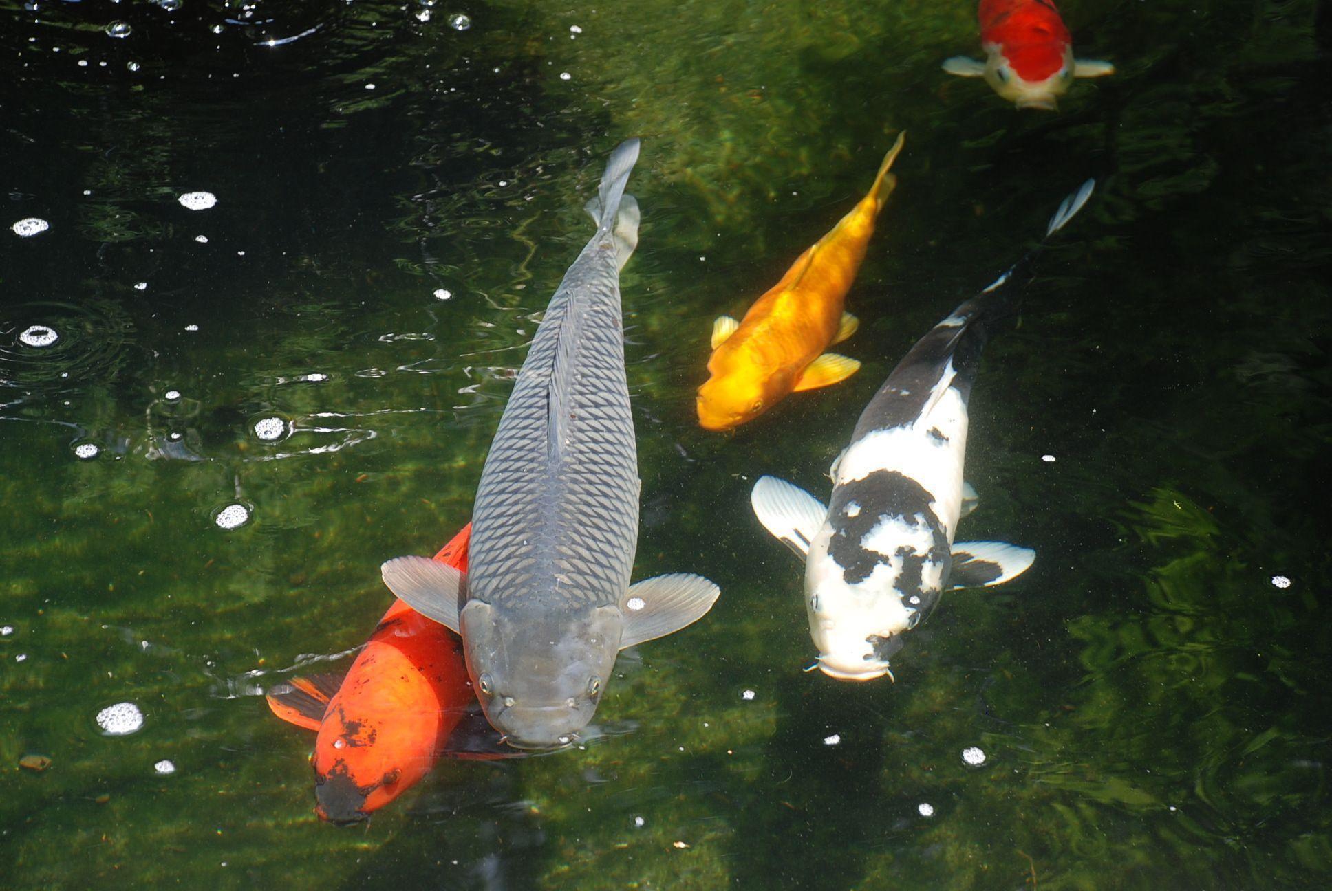 Koi Pond Wallpaper Related Keywords Amp Suggestions