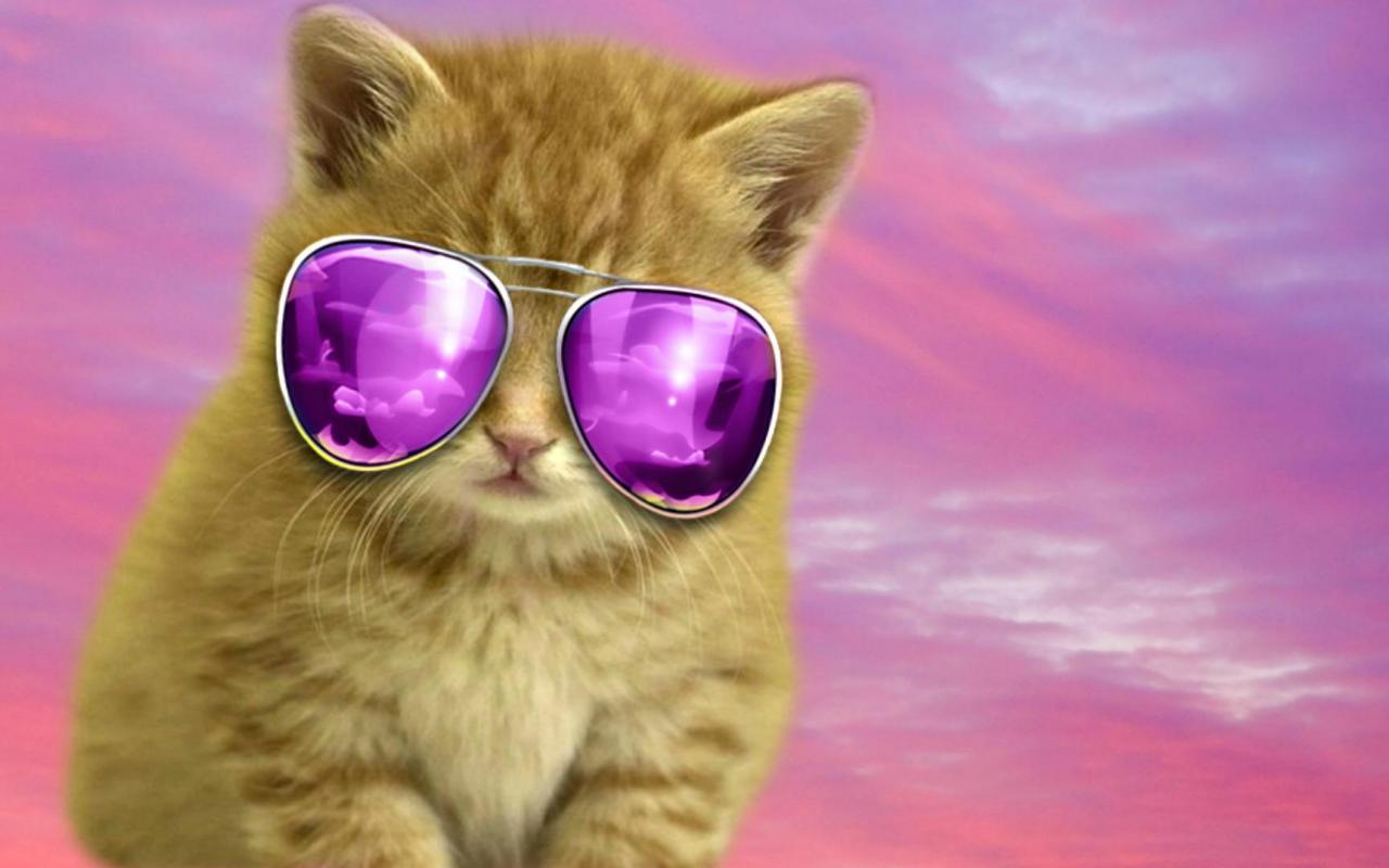 Cool cat for luna   164535   High Quality and Resolution Wallpapers