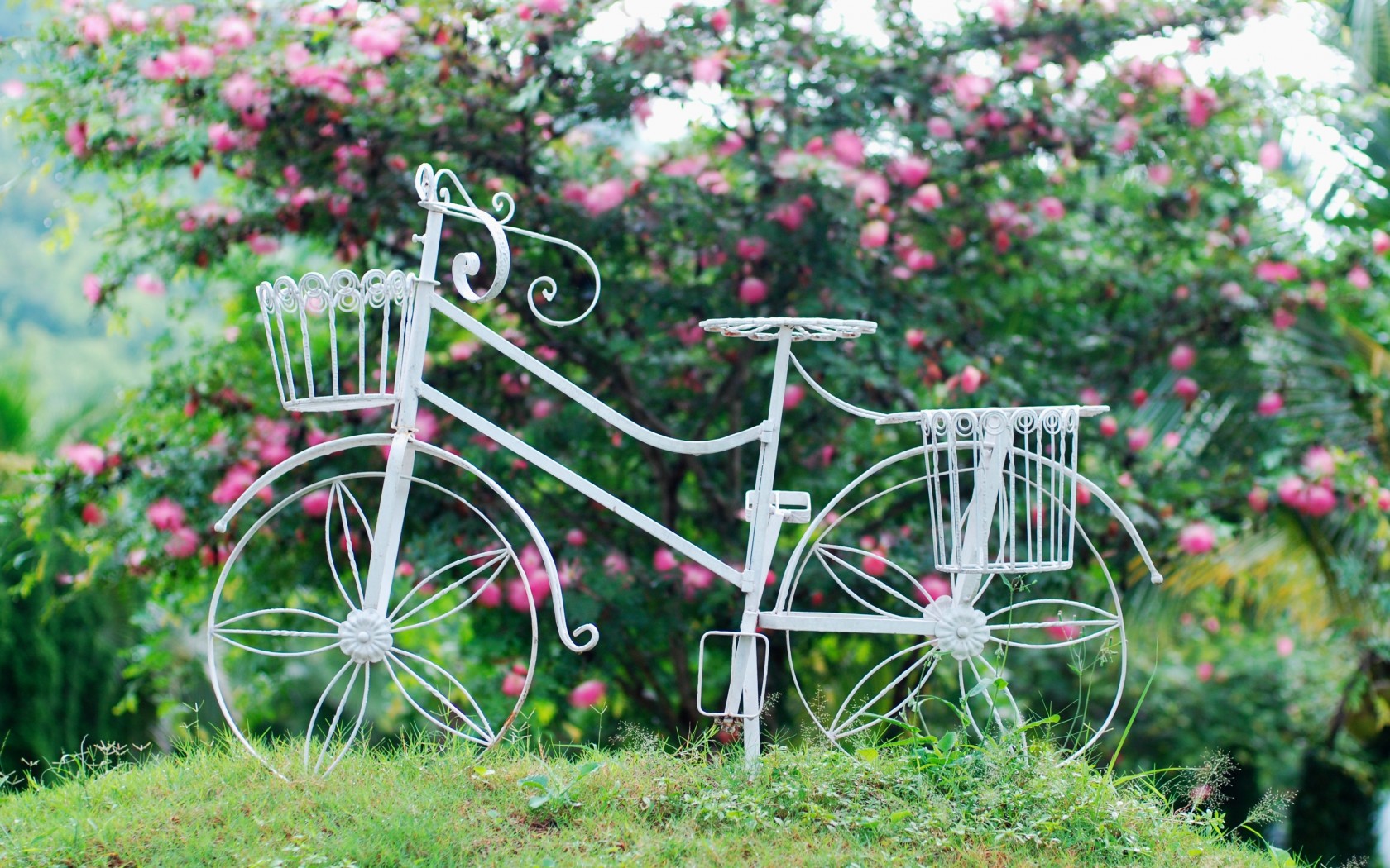 Biking White Wheel Basket Flower Flowers Leaves Background Wallpaper