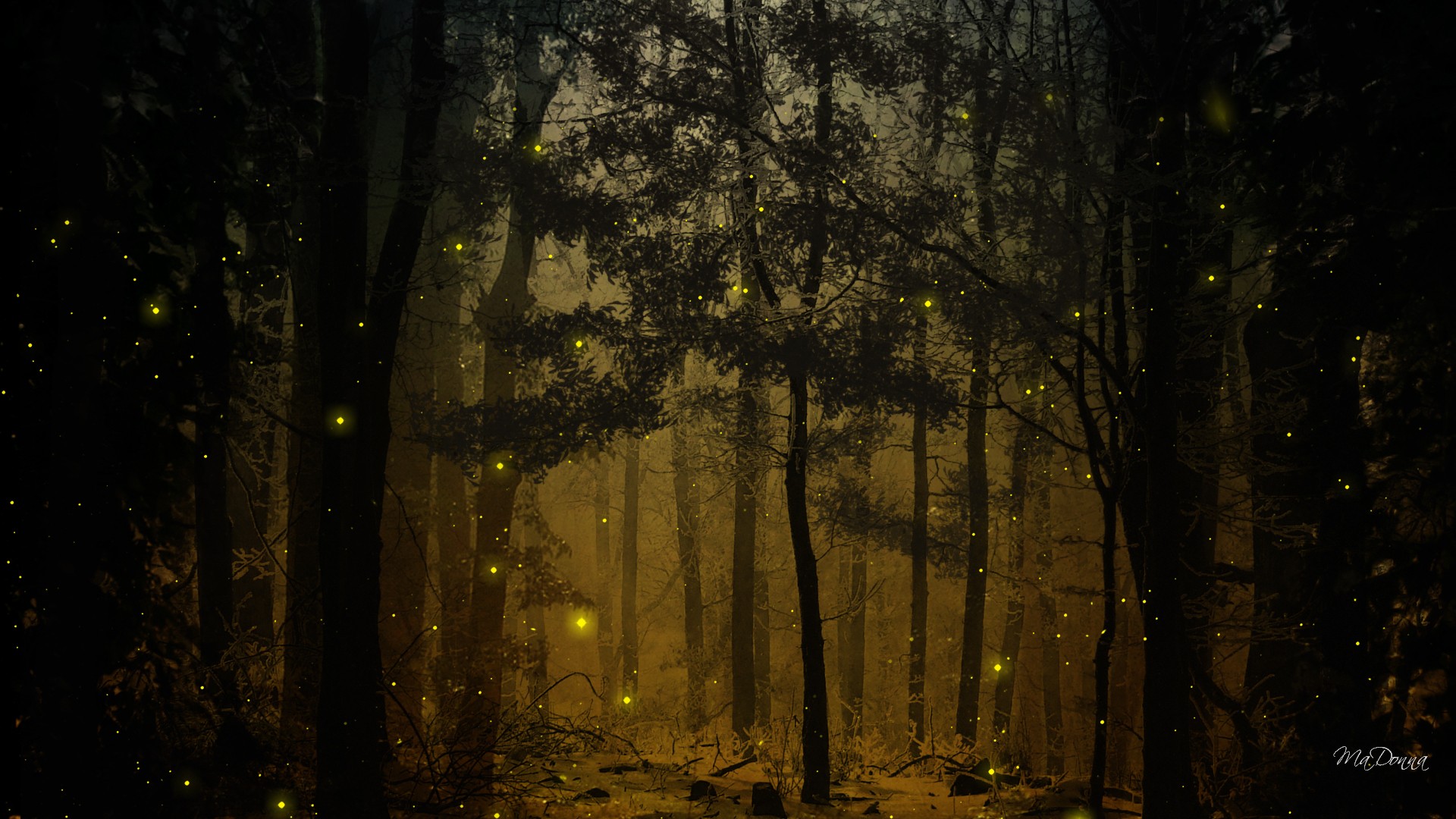 Fireflies In The Woods Wallpaper