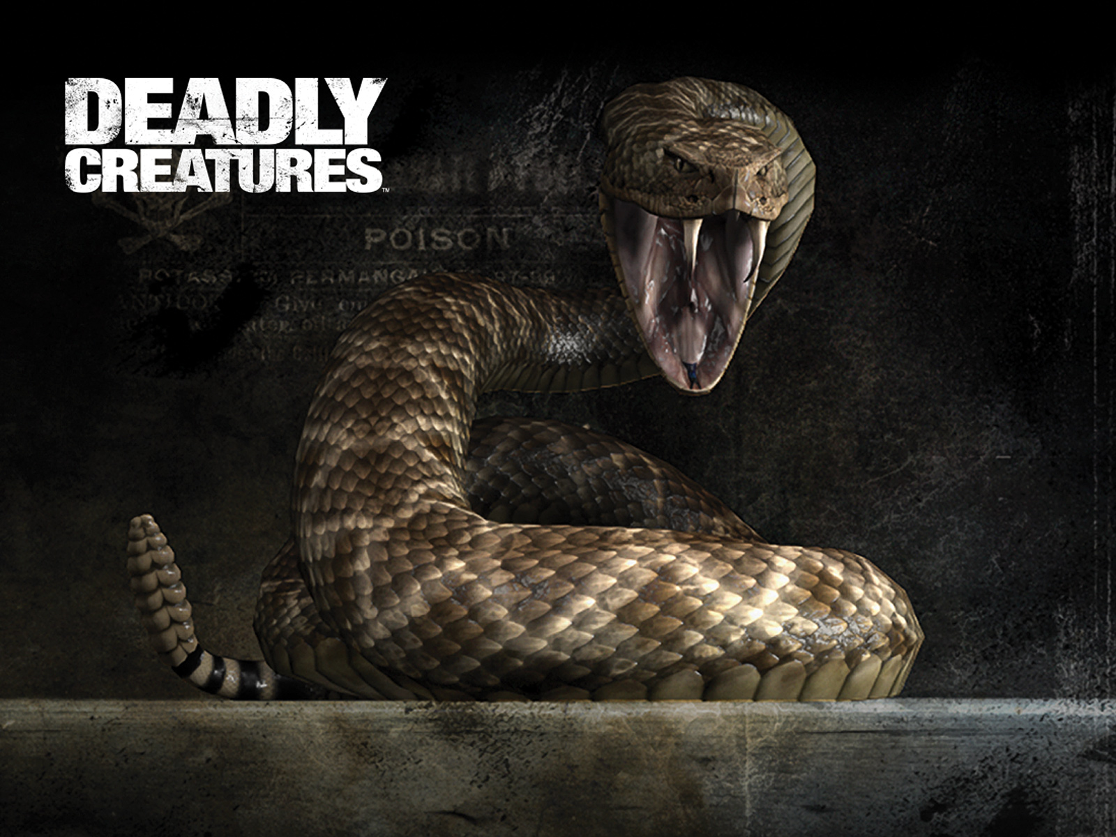Rattlesnake Deadly Creatures Wallpaper