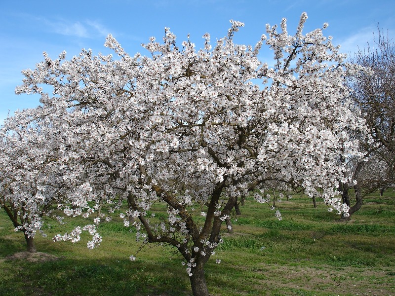 Tree Wallpaper HD It Is Almond Spring Blossom Trees