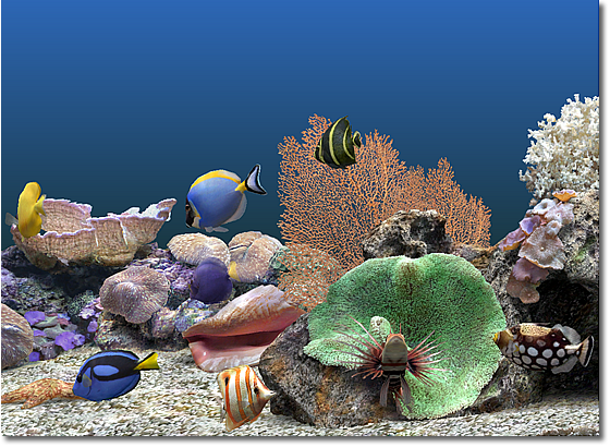 Fish And Invertabrates Tank Tags Animated 3d Aquarium