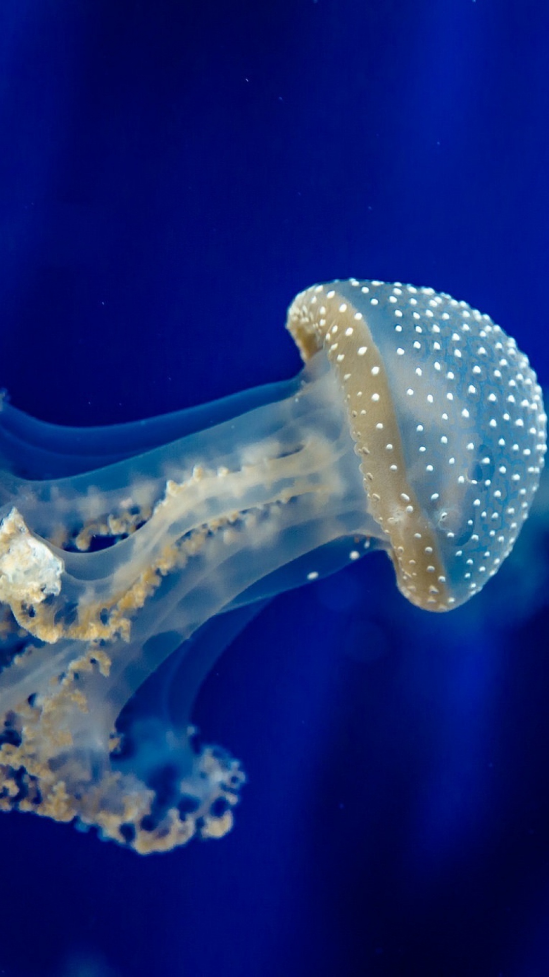 Jellyfish Sea Underwater Fish Blue Ocean Wallpaper Wallpaperbyte