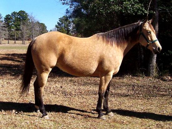Buckskin Quarter Horse Mare Image Search Results