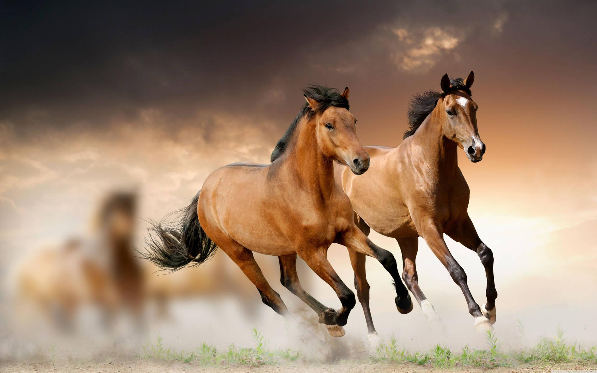 156 Horse Wallpapers Backgrounds For FREE