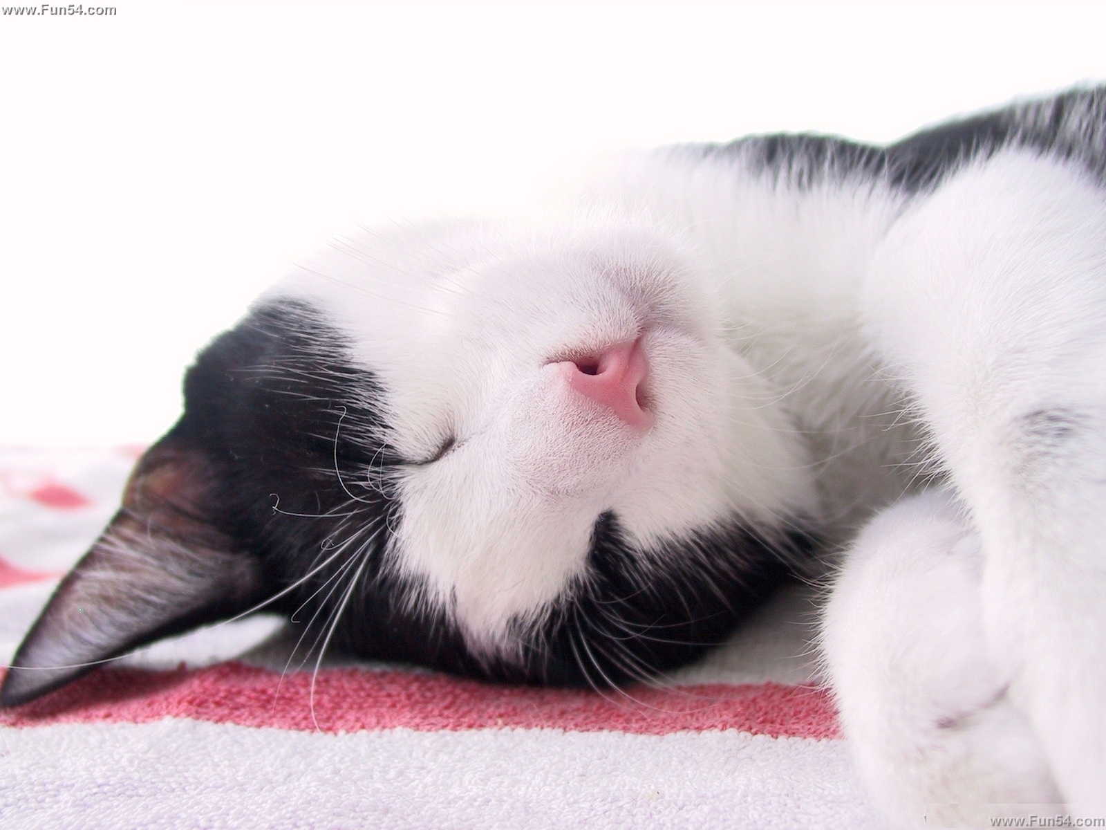 Funny Cute Black White Cat Sleeping Wallpaper Fun Entertainment