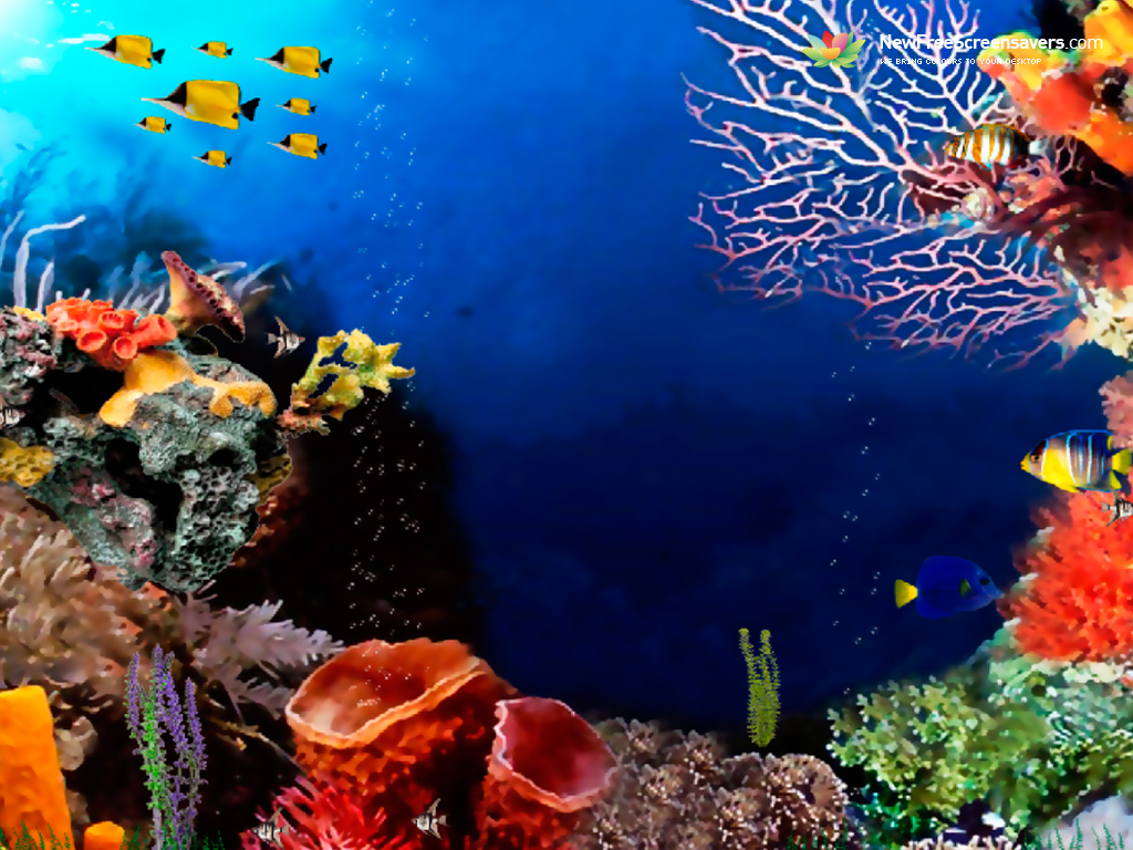 Related Pictures Coral Reef Desktop Wallpaper Photos