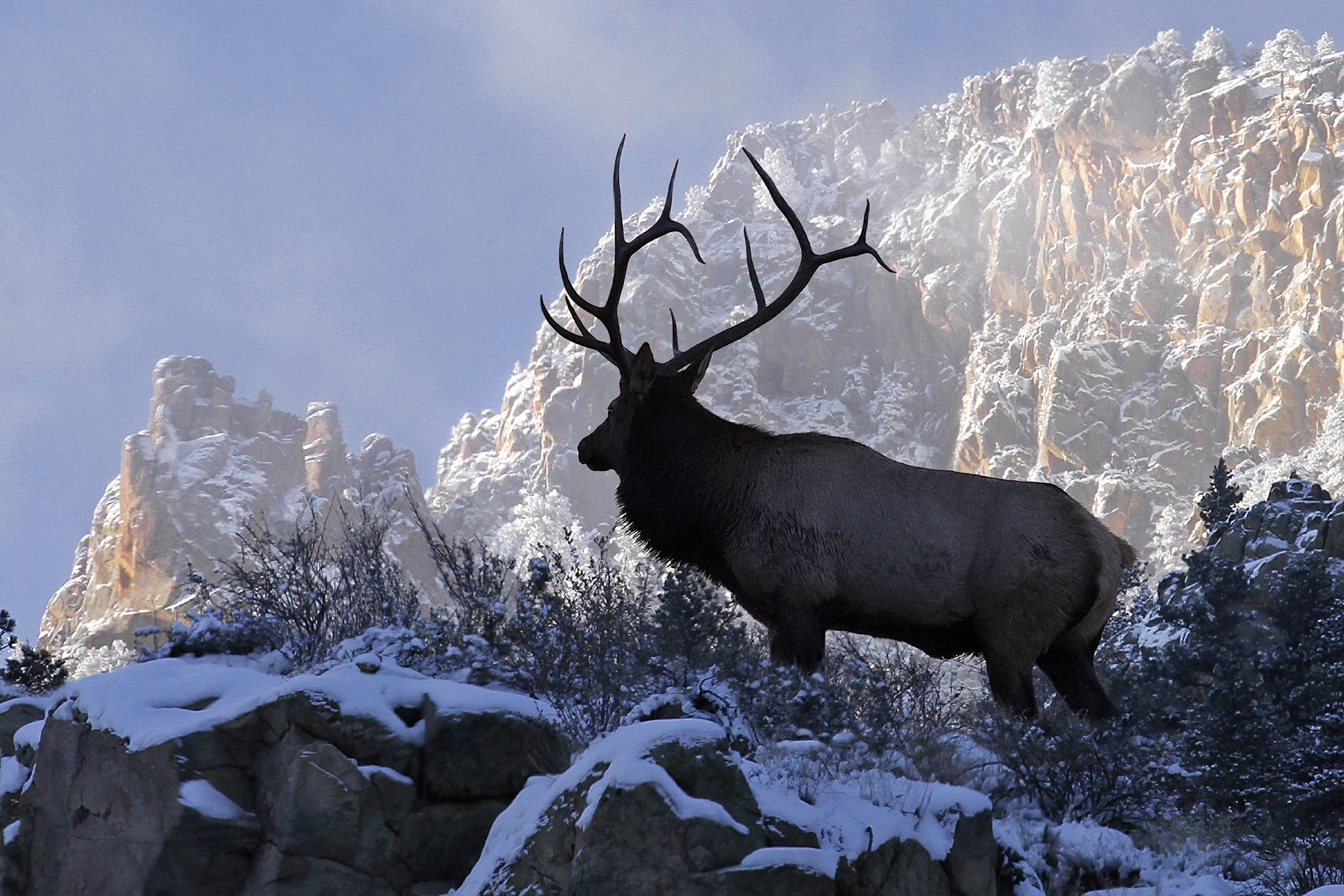 elk hunting wallpaper
