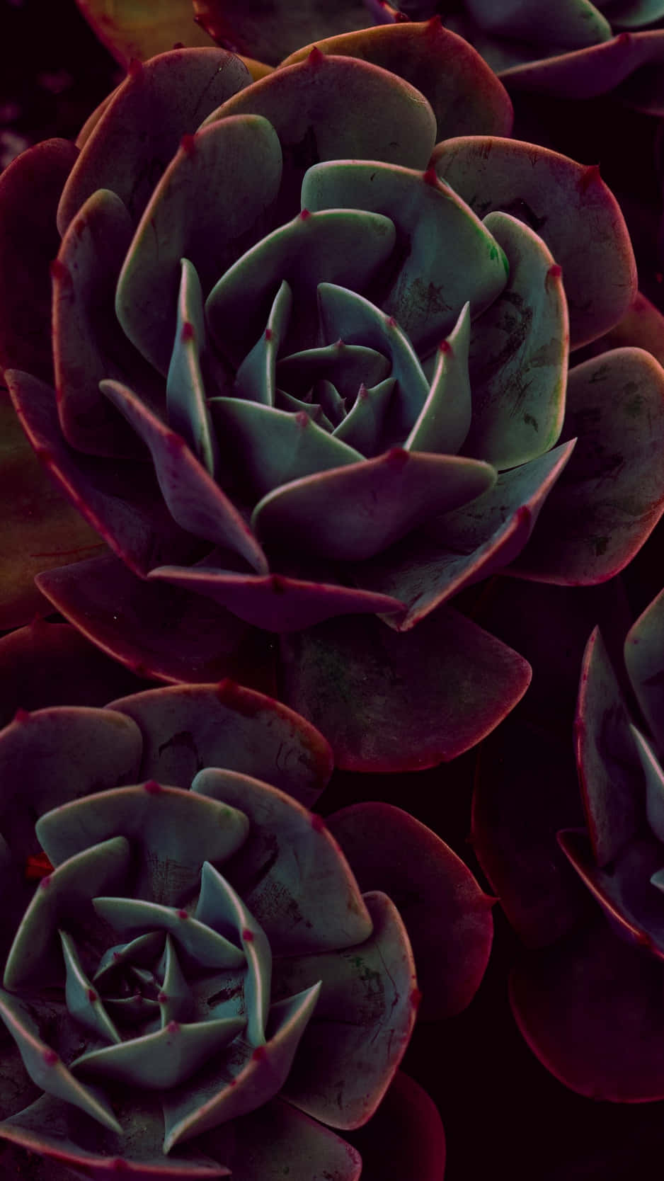 Succulent iPhone Wallpaper