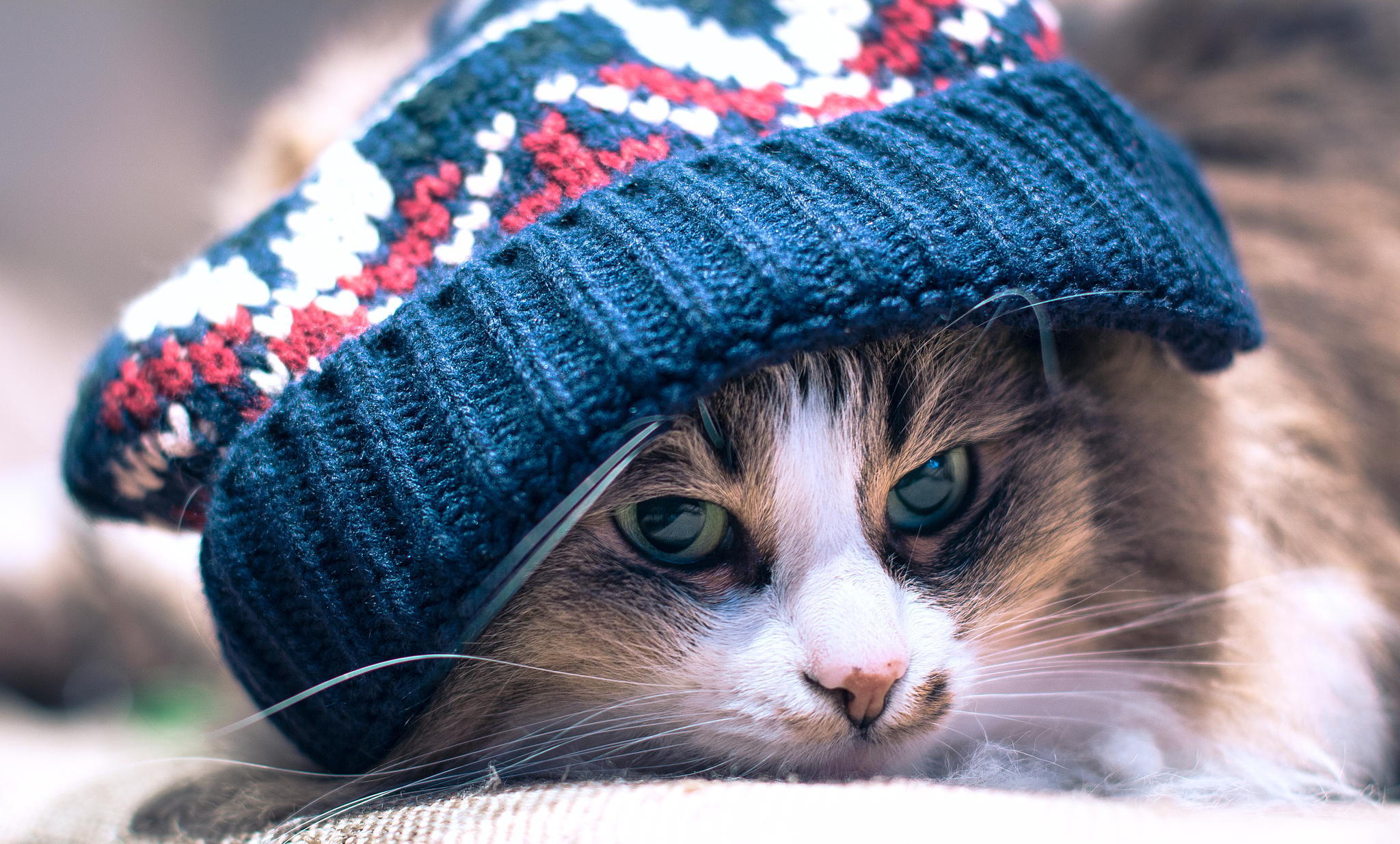 Cool Green Eyed Calico Color Cat Wearing Blue Wool Hat