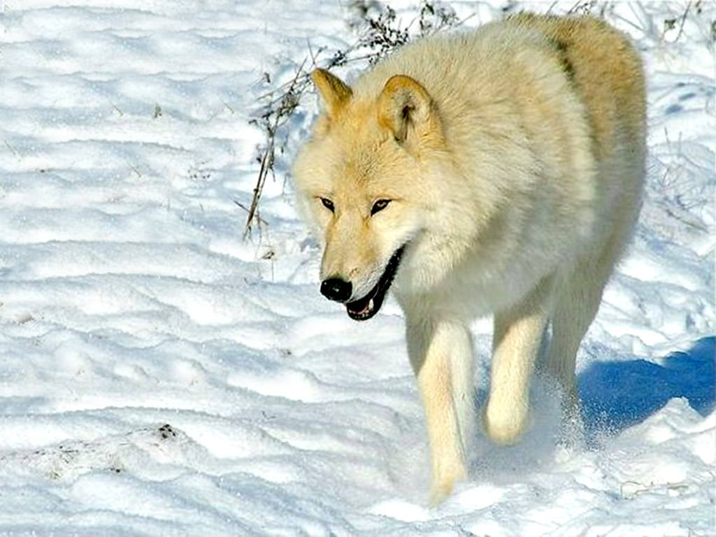 Beautiful Wallpaper Wolf