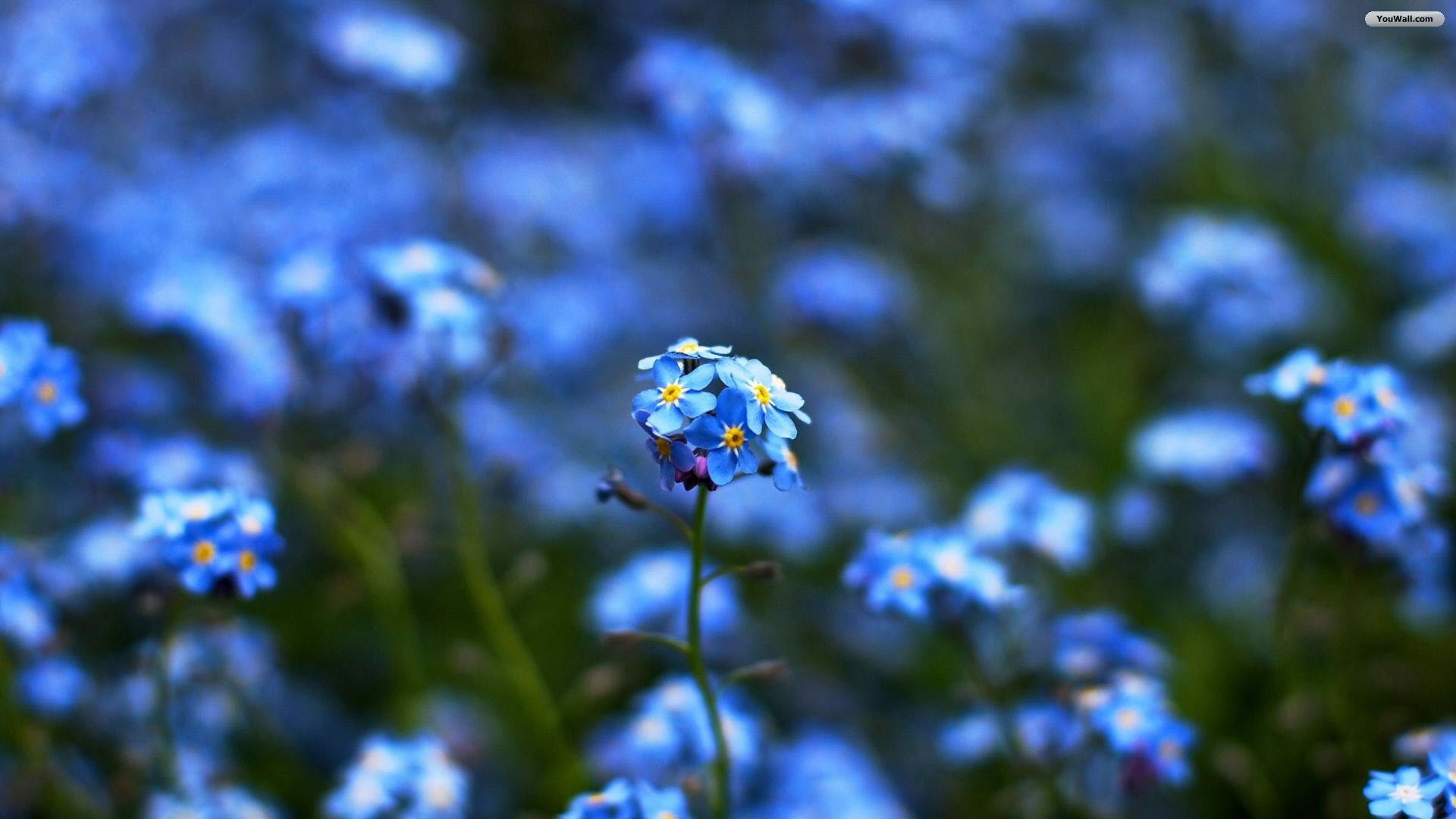 Wallpaper Flower Flowers Blue