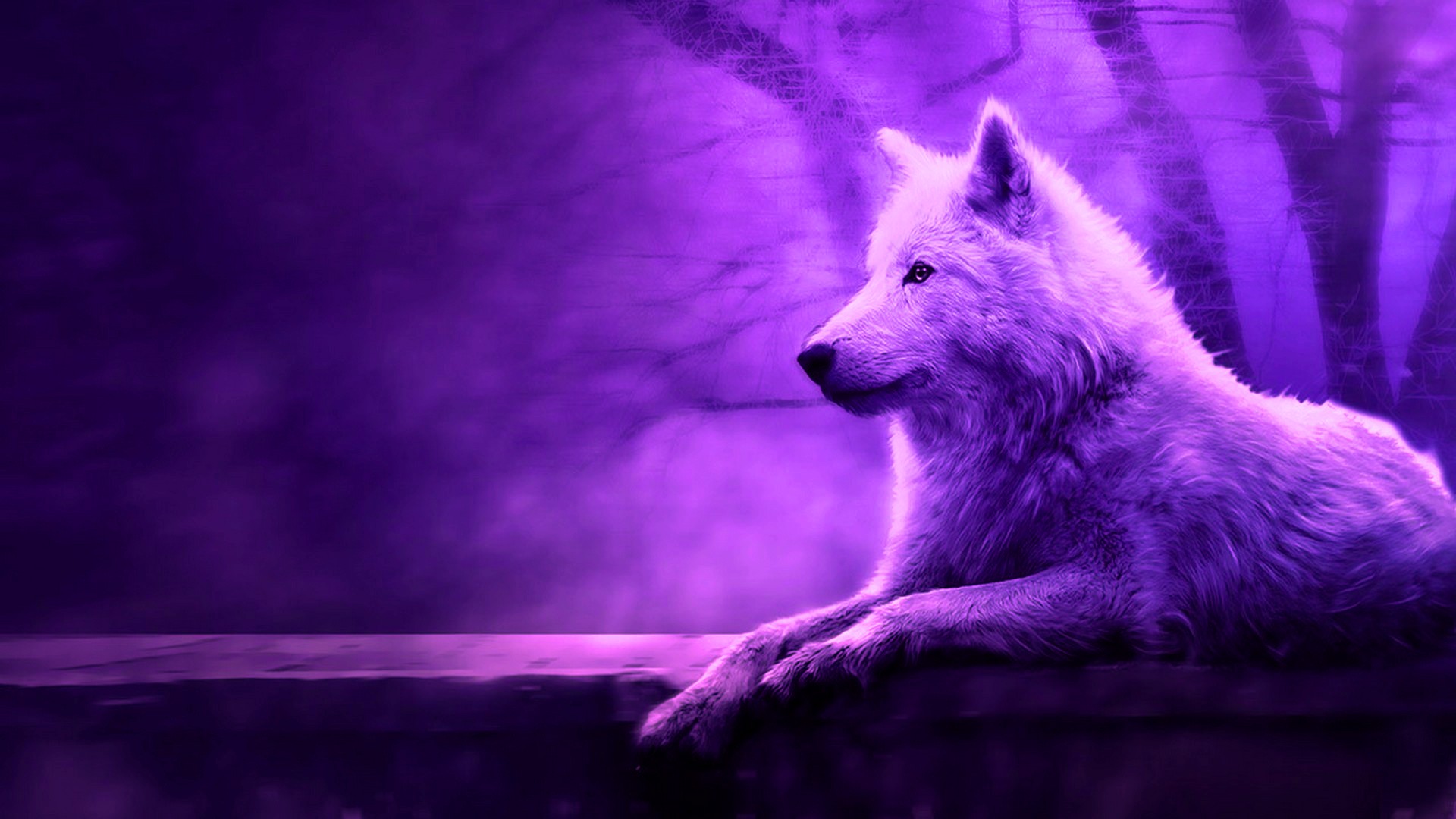 A majestic white wolf with piercing blue eyes, bathed in a mystical purple glow, resting on a stone ledge in a shadowy forest