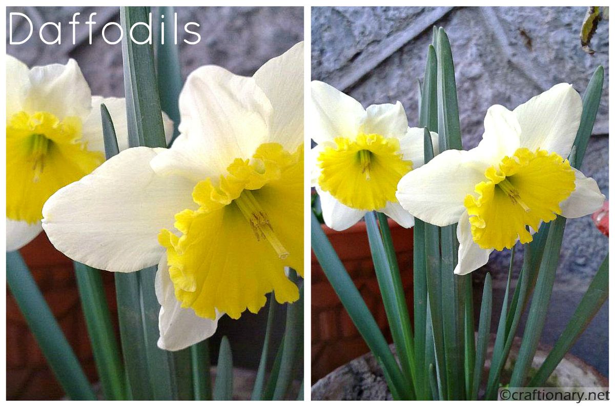 Spring In My Garden Printables And Wallpaper