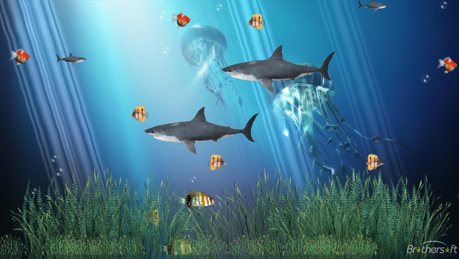 Realistic Ocean Moving Gifs Coral Reef Aquarium Animated