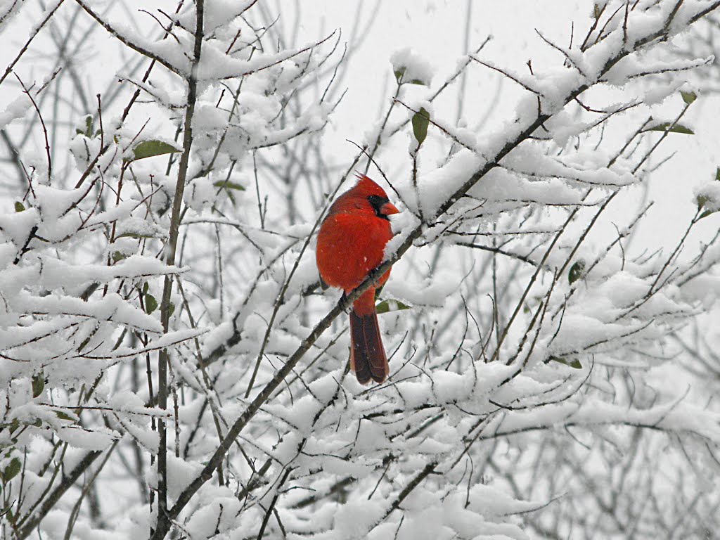 Snow Cardinal Wallpaper Cardinal in our snow covered 1024x768