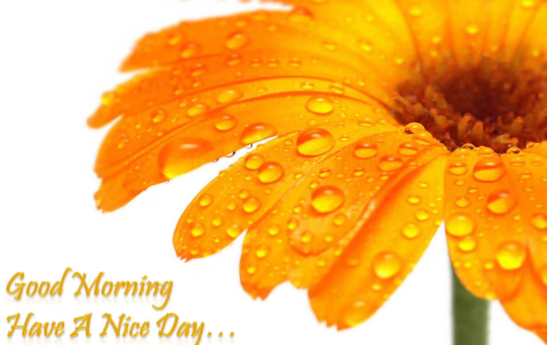 Have A Nice Day HD Wallpaper Girls