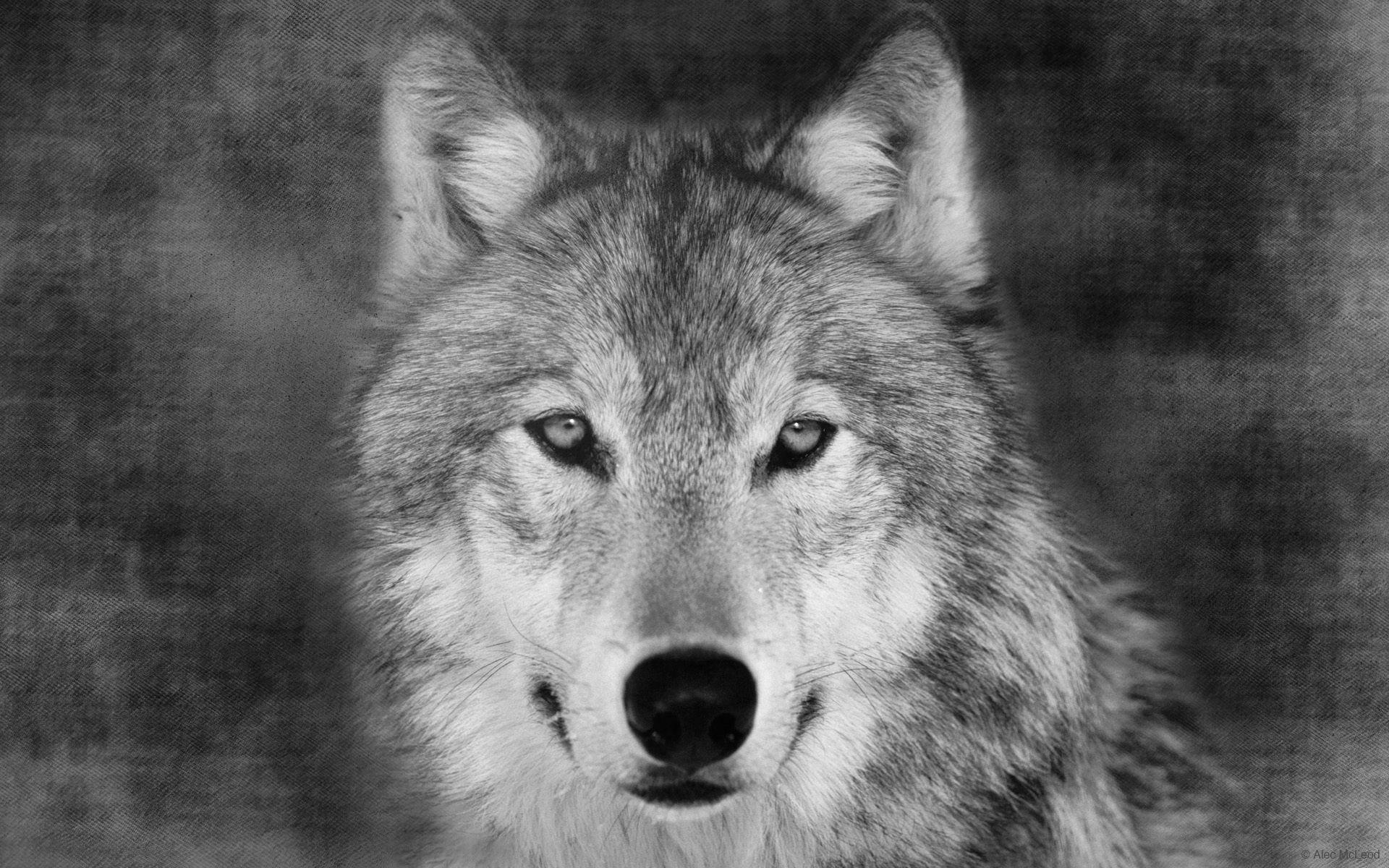Desktop HD Wolf Face Picture