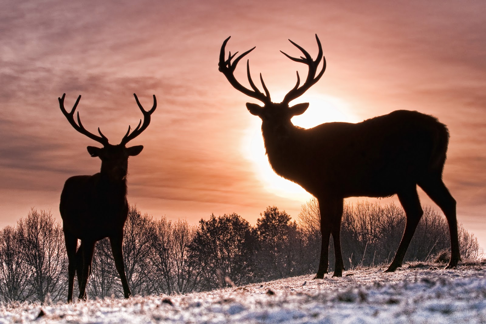 Deer Wallpaper