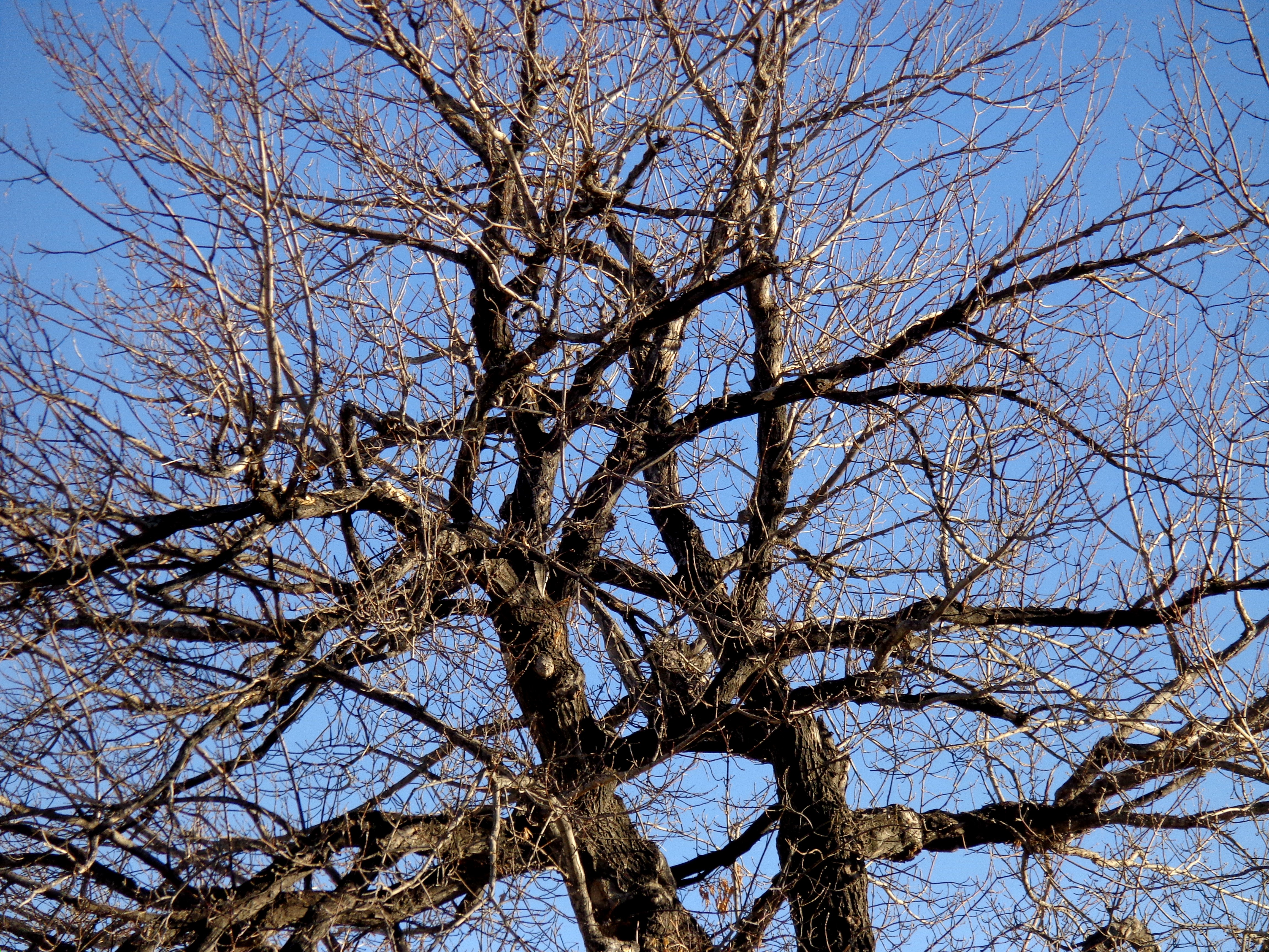 Bare Tree Branches Wallpaper Winter tree branches 4608x3456