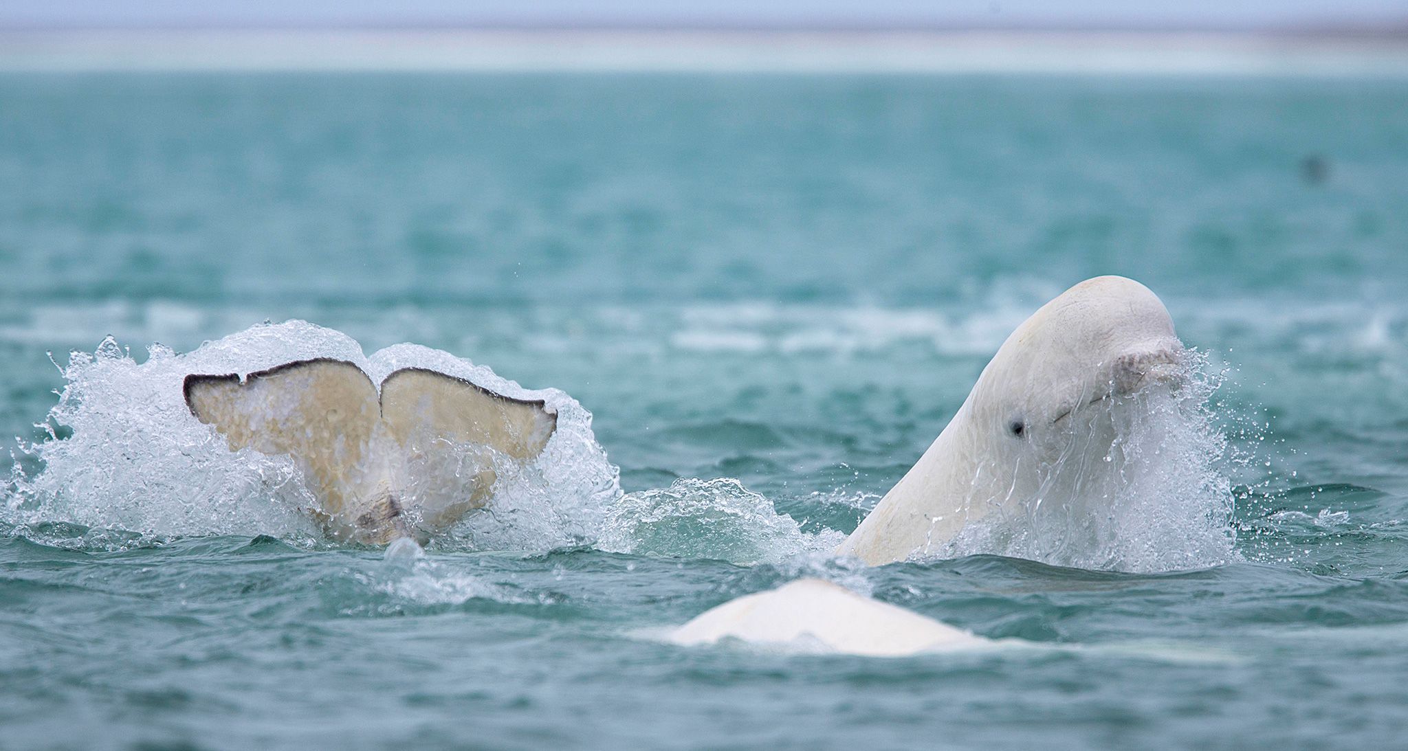 Beluga Whale Wallpaper Background