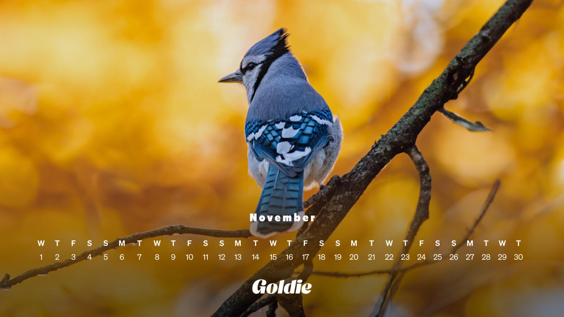 November Wallpaper Calendars Desktop Mobile