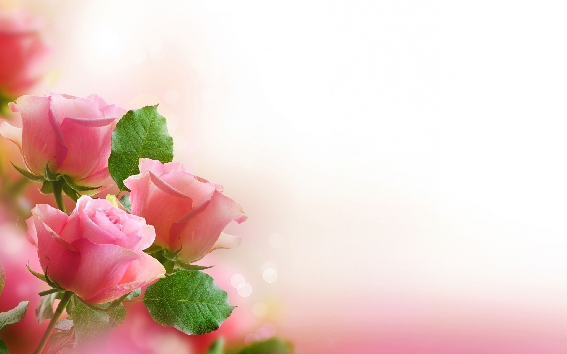 Nature Flowers Art Roses Love Romance Pink Leaves Mood Wallpaper