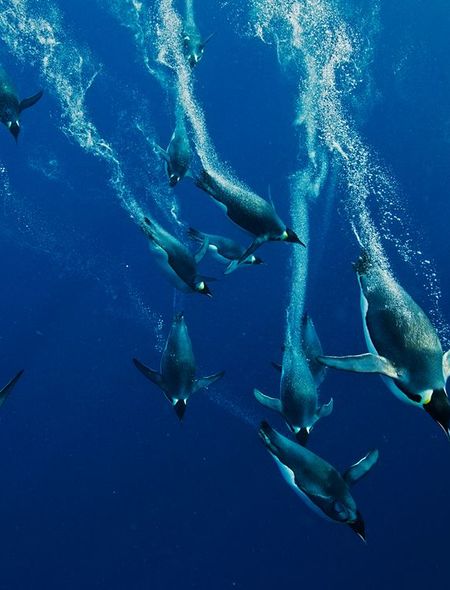 Emporer Penguins Diving Wallpaper For Amazon Kindle Fire