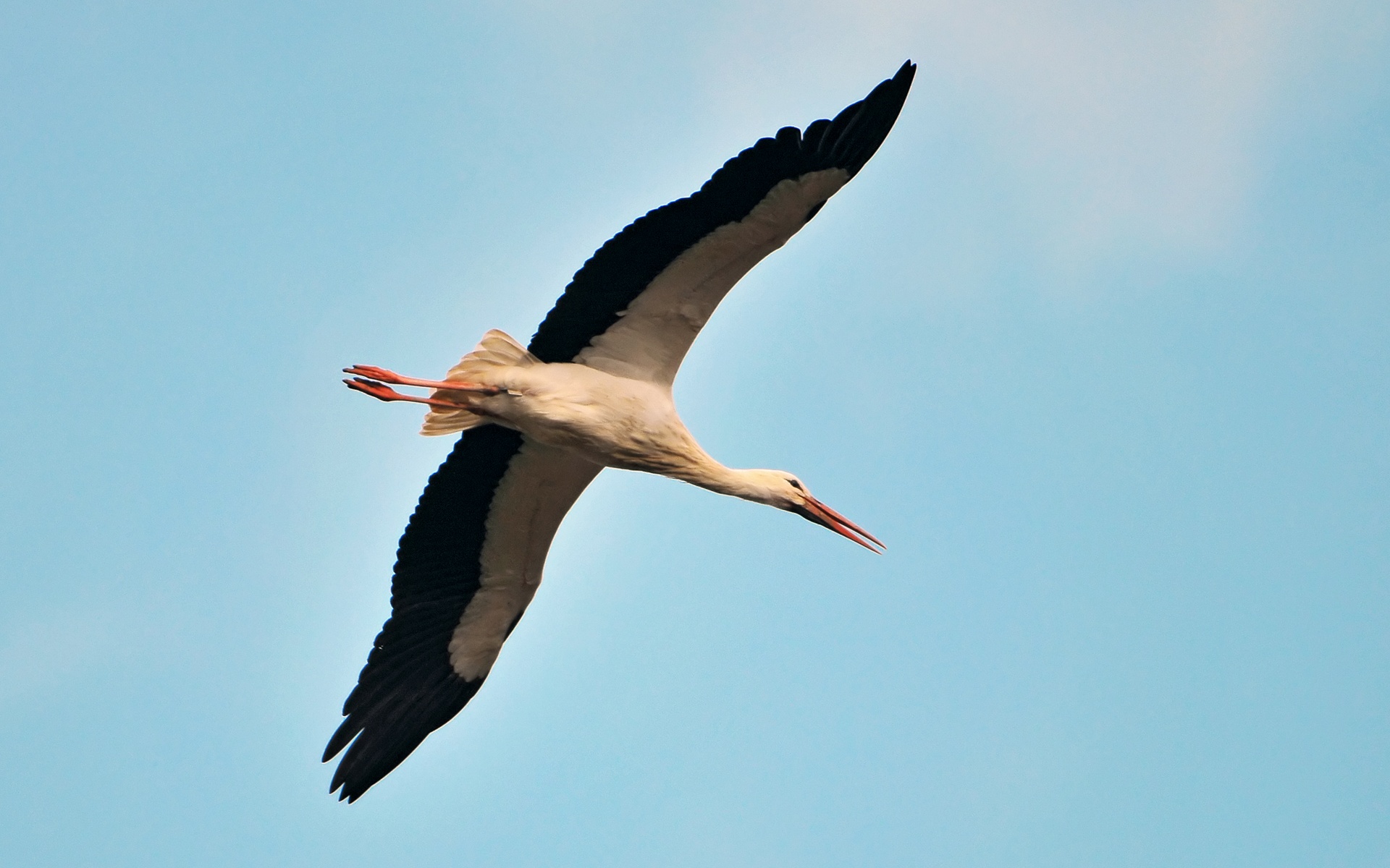 Flying Stork Wallpaper