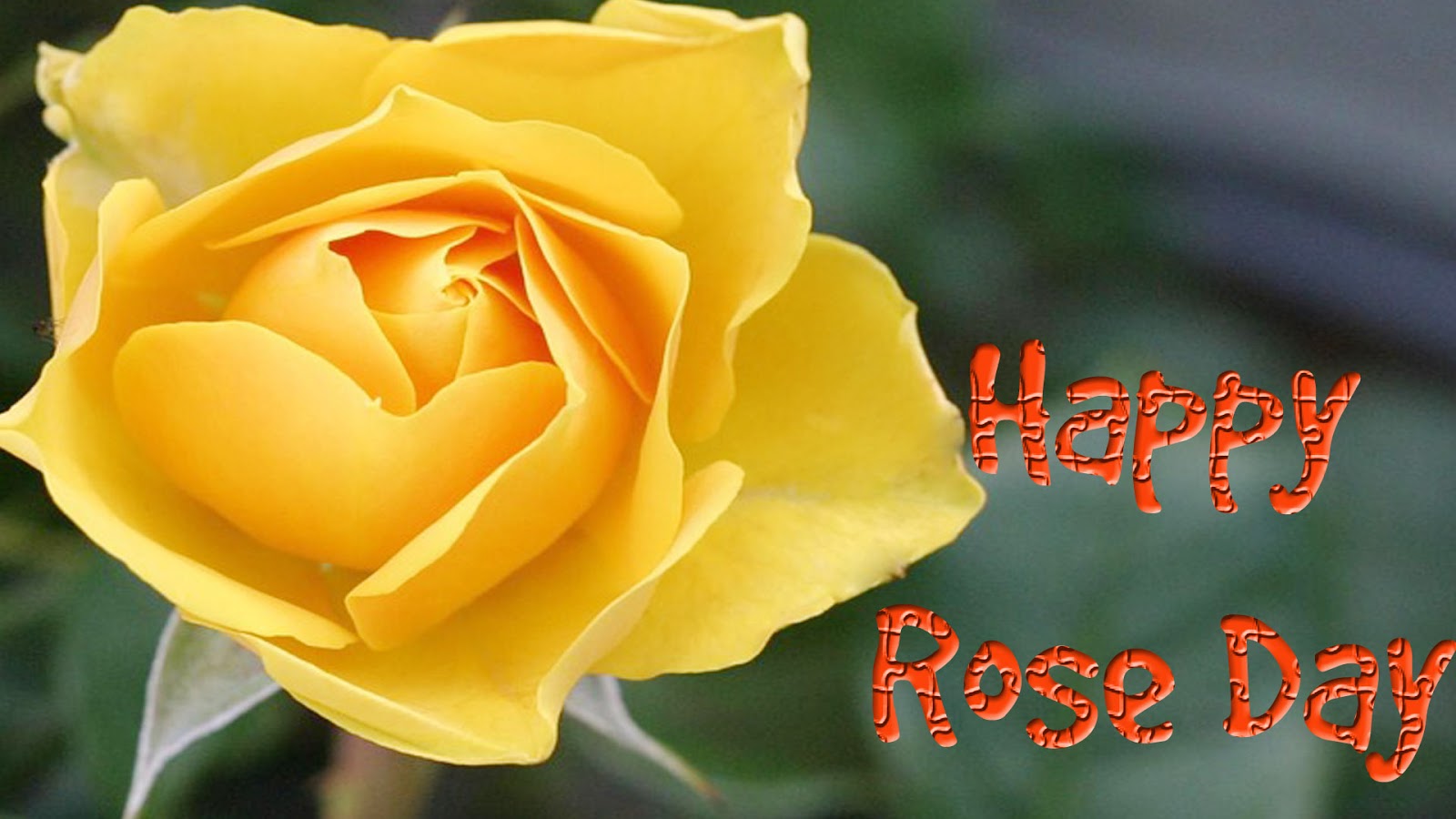 Free download Hd Rose Day Wallpapers Good Morning Yellow Roses ...