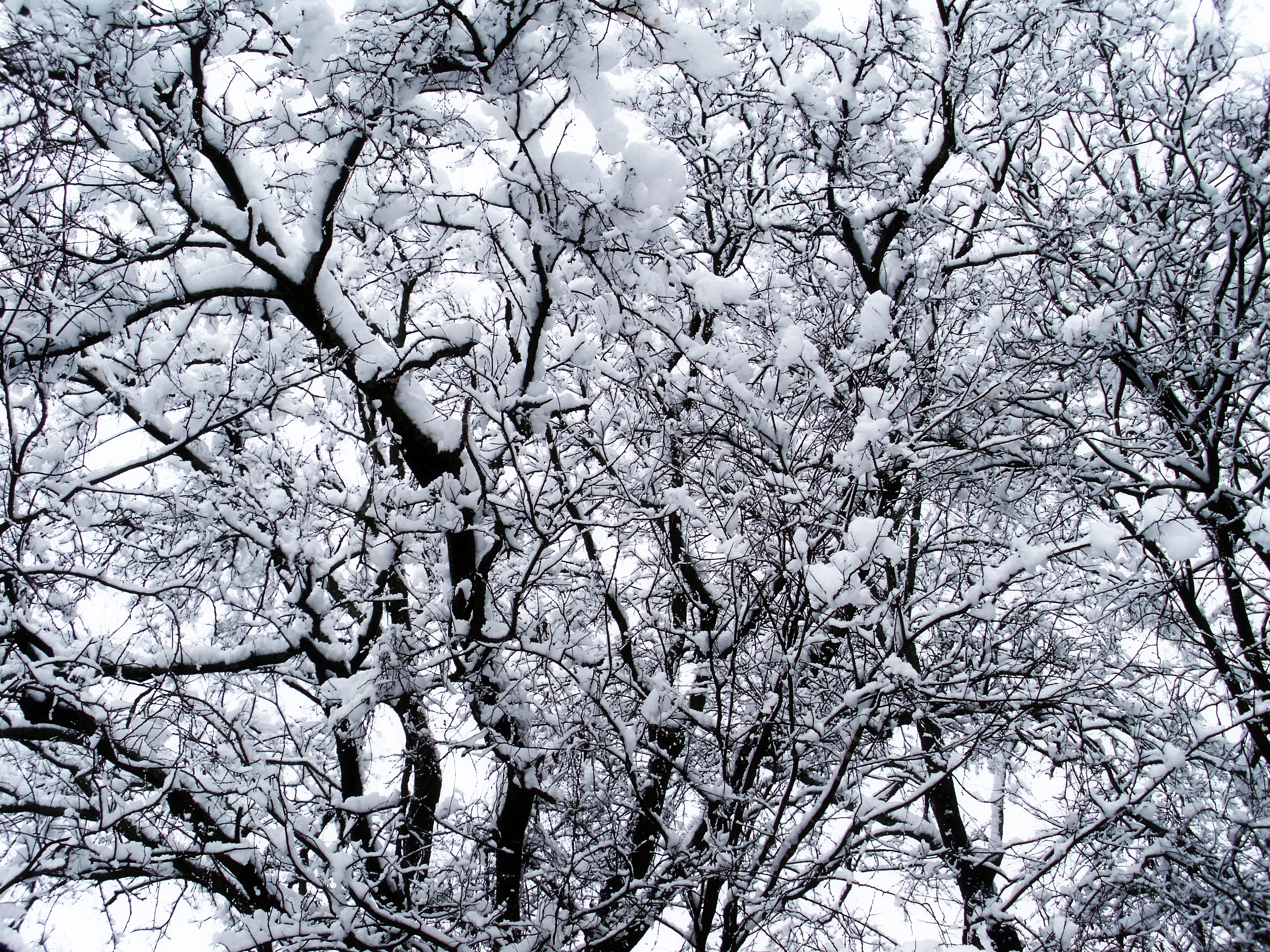 Wallpaper Winter Trees Snow HD Background
