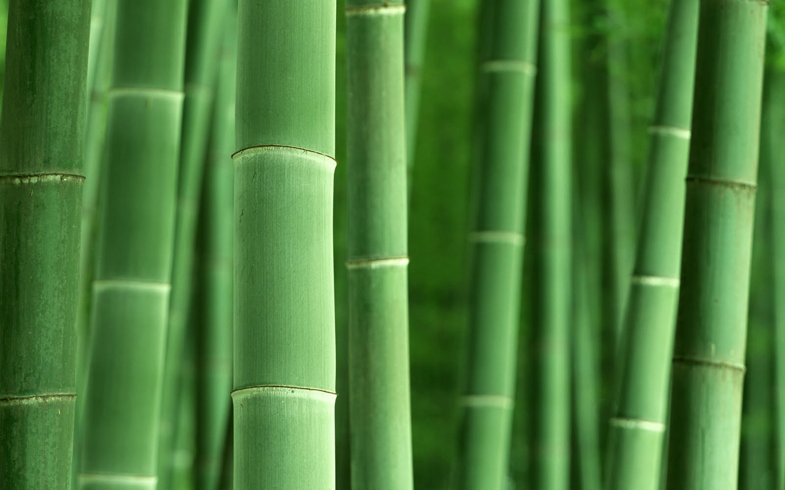 Bamboo Forest High Definition Design Wallpaper