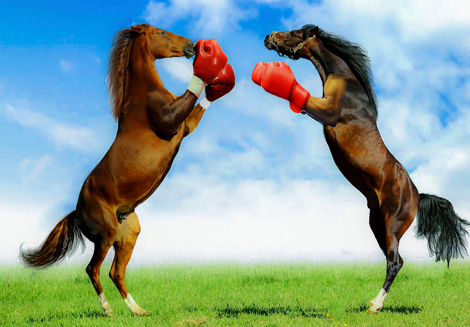 Horses Wallpaper Pack Image Pictures