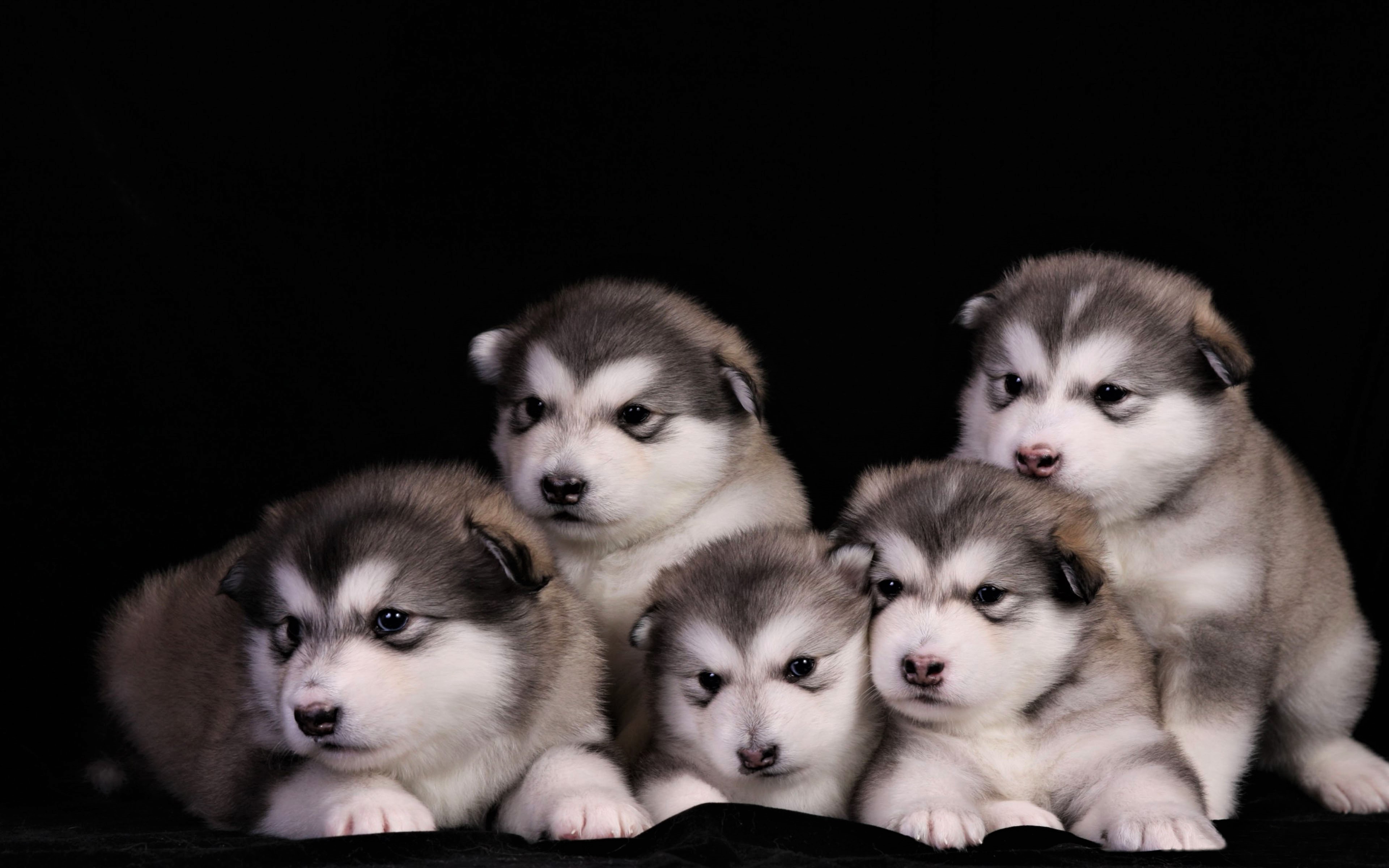 Five Adorable Alaskan Malamute Puppies on a Black Background